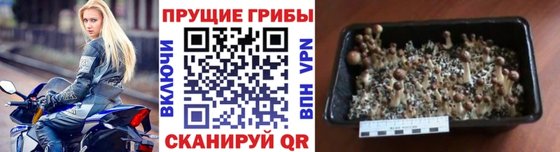 Галлюциногенные грибы Psilocybine cubensis как найти закладки Лянтор